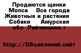 Продаются щенки Мопса. - Все города Животные и растения » Собаки   . Амурская обл.,Райчихинск г.